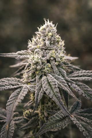 Super Boof / BlockBerry