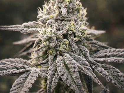 Super Boof / BlockBerry