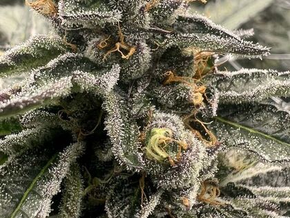 Chem Valley Punch