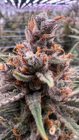 Alien Punch