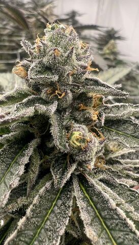 Chem Valley Punch